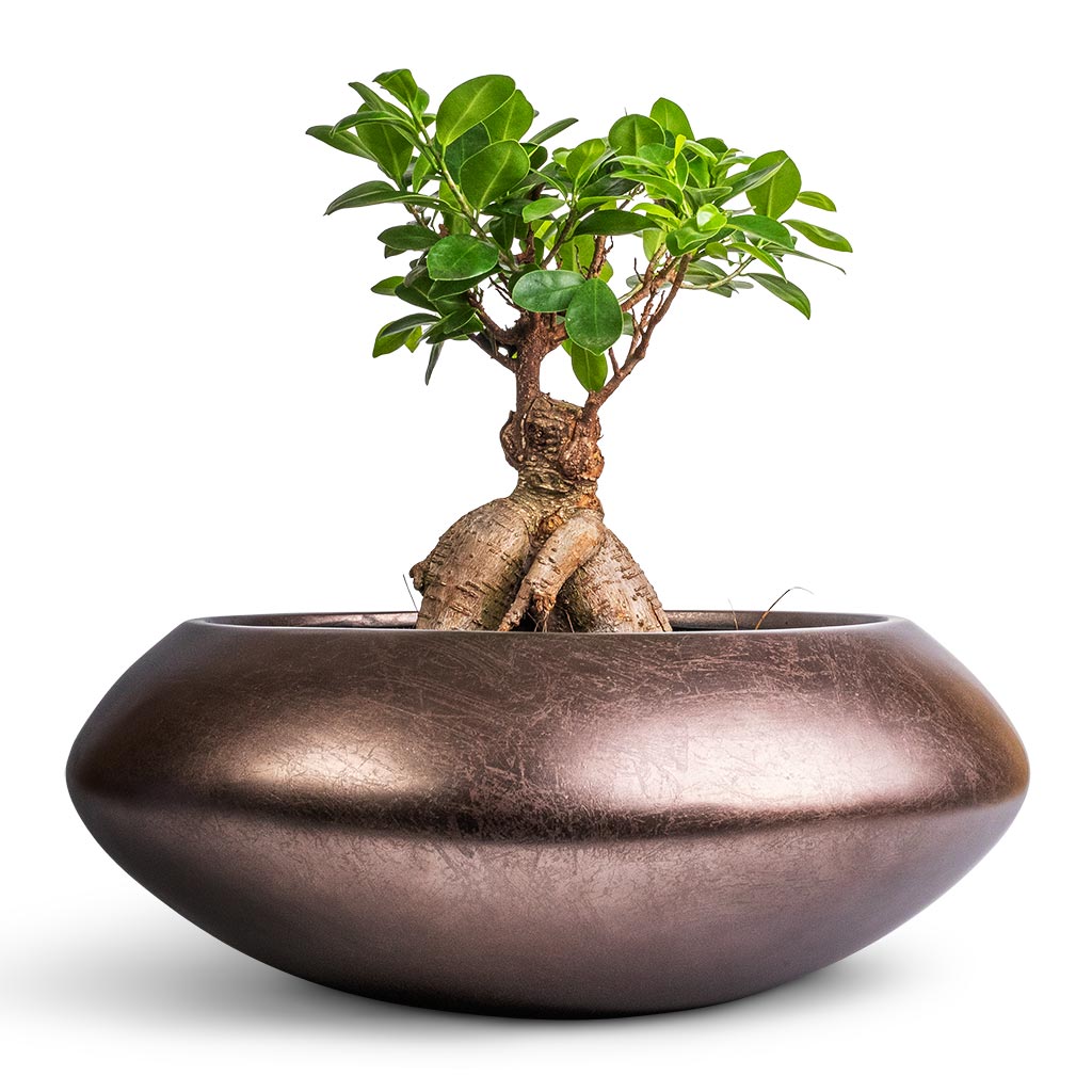 Ficus Ginseng - Indian Laurel & Metallic UFO Plant Bowl - Matt Coffee