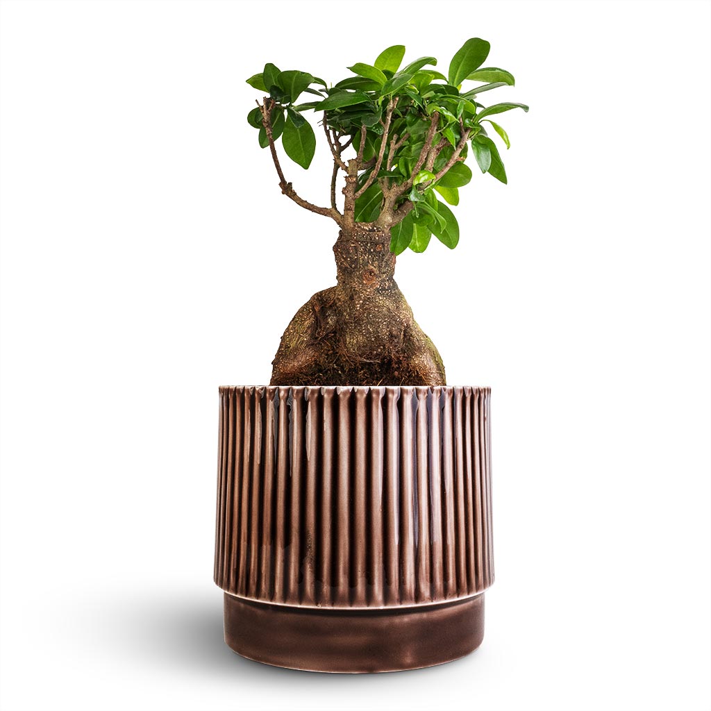 Ficus Ginseng - Indian Laurel & Nella Plant Pot - Coffee