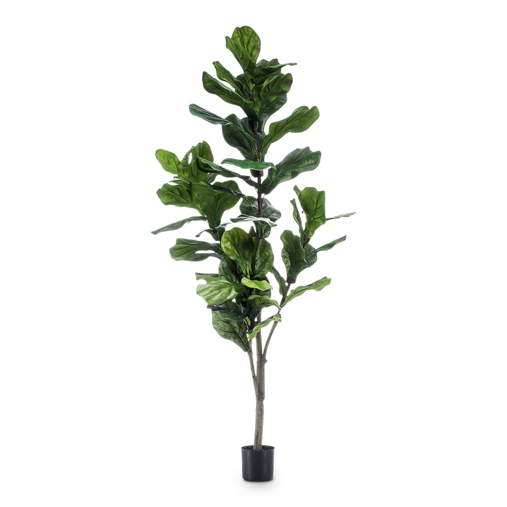Ficus lyrata - Fiddle Leaf Fig - Quality Artificial Plants | HORTOLOGY