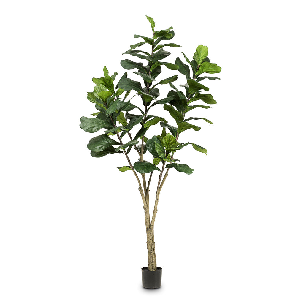 Ficus Lyrata Artificial - 210cm