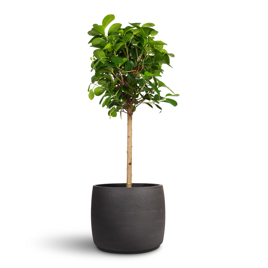 Ficus Moclame Indian Laurel - 21x90cm &amp; Mini Valerie Plant Pot Black Washed - 28x22cm