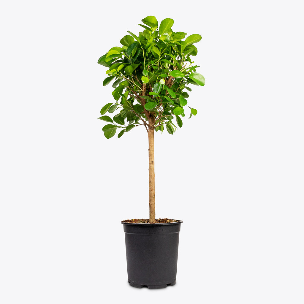 indian laurel house plant Ficus microcarpa Moclame - Indian Laurel - Straight Stem | Hortology