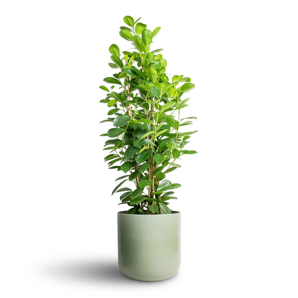 Ficus Moclame Indian Laurel - 24x90cm & Lisbon Plant Pot Sage - 26x26cm