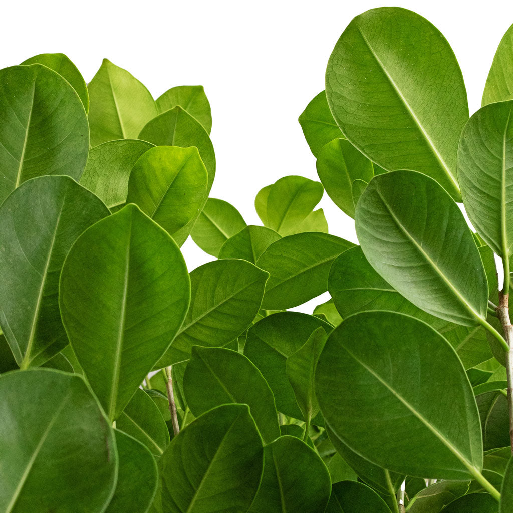 Ficus Moclame Indian Laurel - 24x90cm & Lisbon Plant Pot Sage - 26x26cm