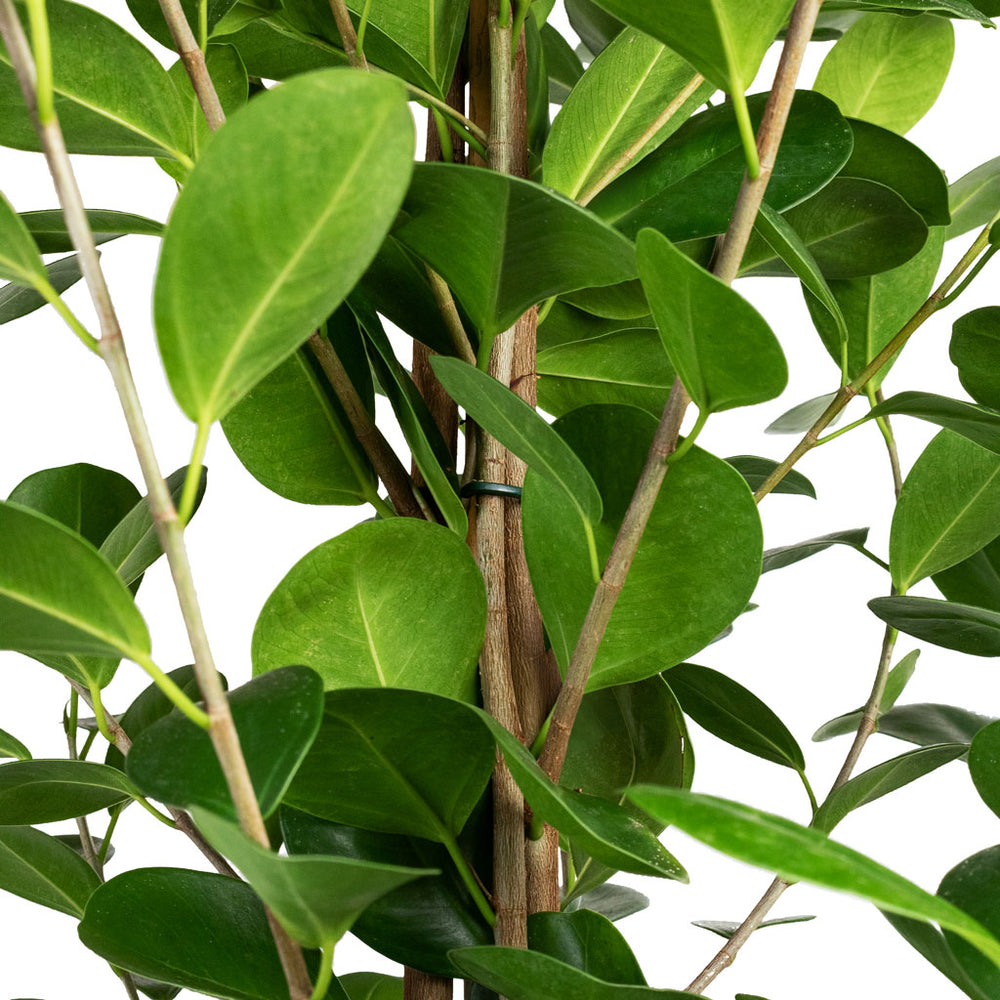 Ficus Microcarpa Moclame Indian Laurel Indoor Plants Hortology ficus-microcarpa-moclame-indian-laurel-indoor-plants-hortology