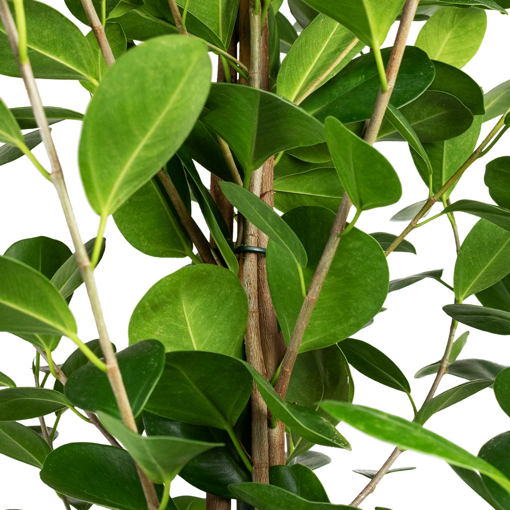Ficus Moclame Indian Laurel