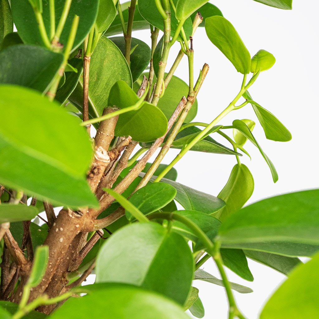 Ficus Moclame Indian Laurel - CLOSE UP