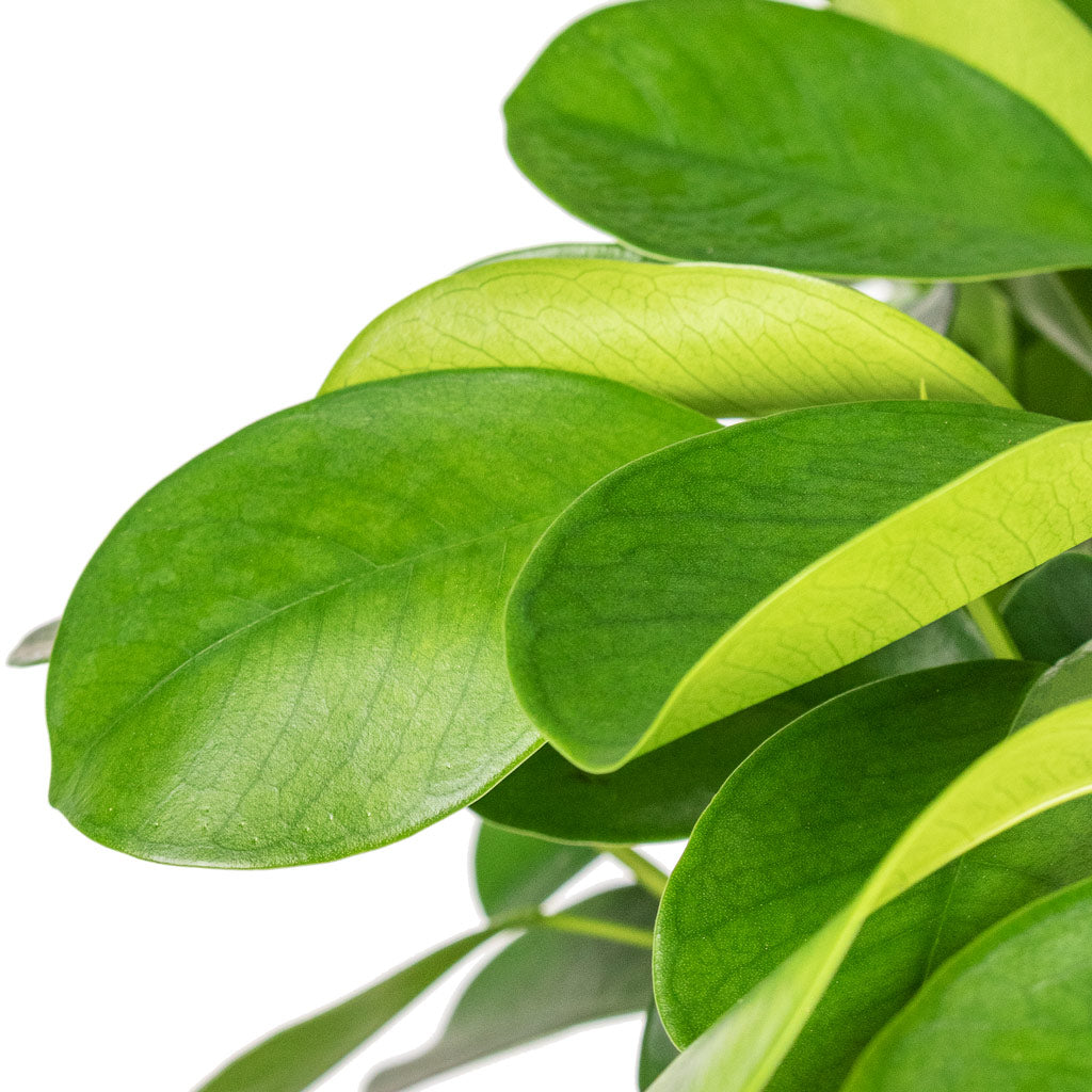 Ficus Moclame Indian Laurel - Close Up 