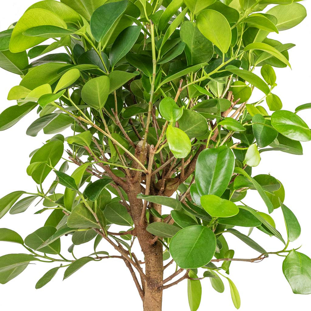 Ficus Microcarpa Moclame Indian Laurel Straight Stem Hortology ficus-microcarpa-moclame-indian-laurel-straight-stem-hortology