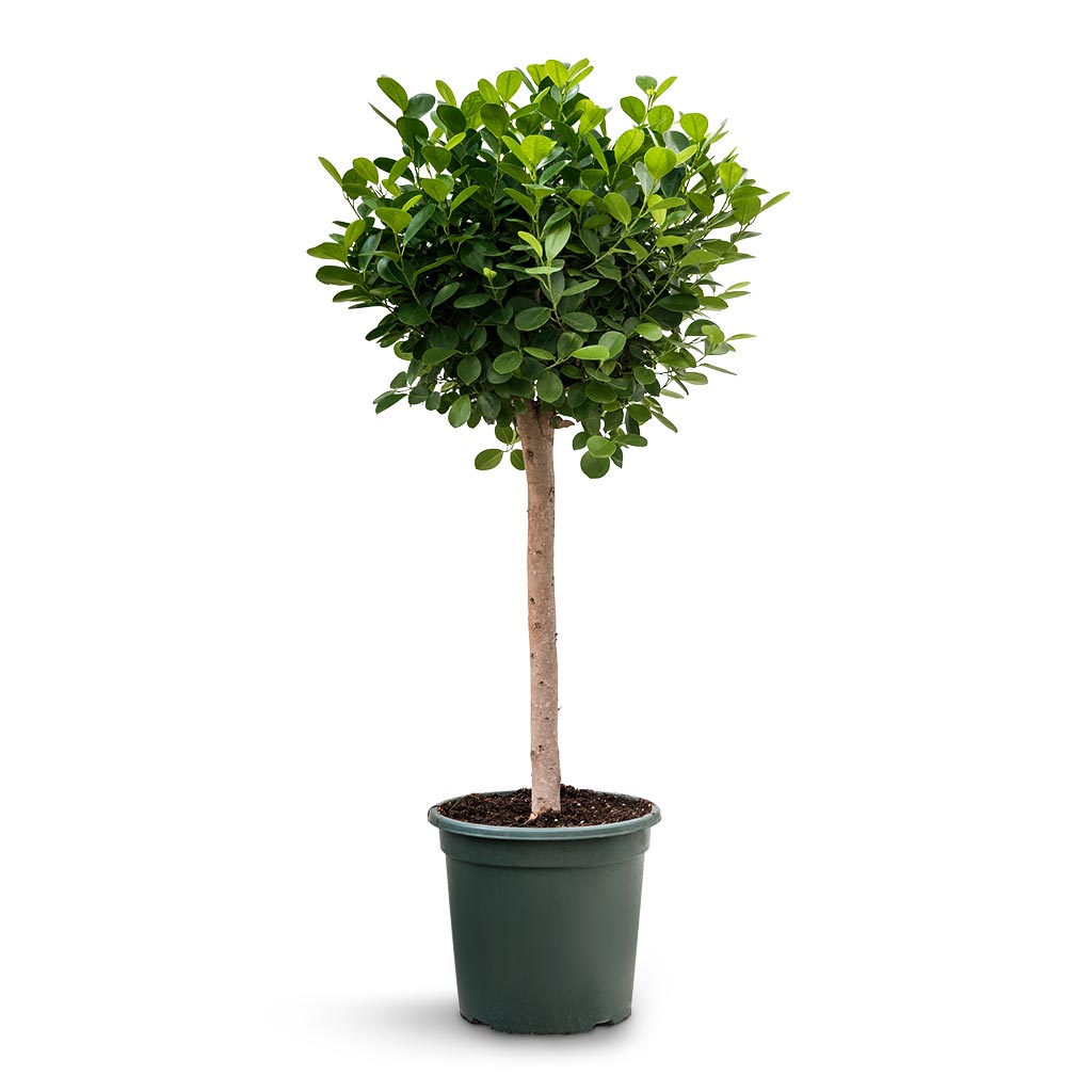 Ficus Moclame - Indian Laurel - Straight Stem - 30 x 130cm