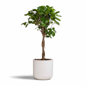 Ficus Moclame - Indian Laurel - Twisted Stem & Lisbon Plant Pot - White
