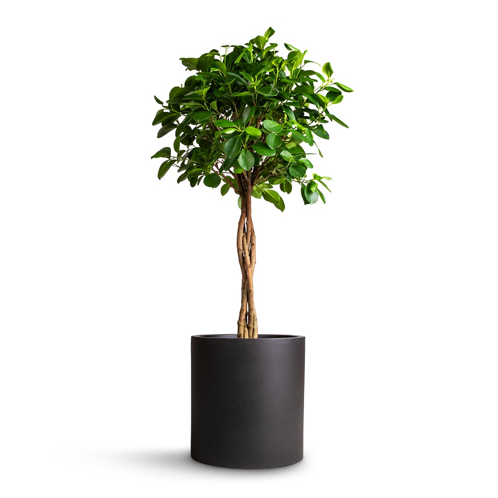 Ficus Moclame - Indian Laurel - Twisted Stem & Max Refined Planter - Volcano Black