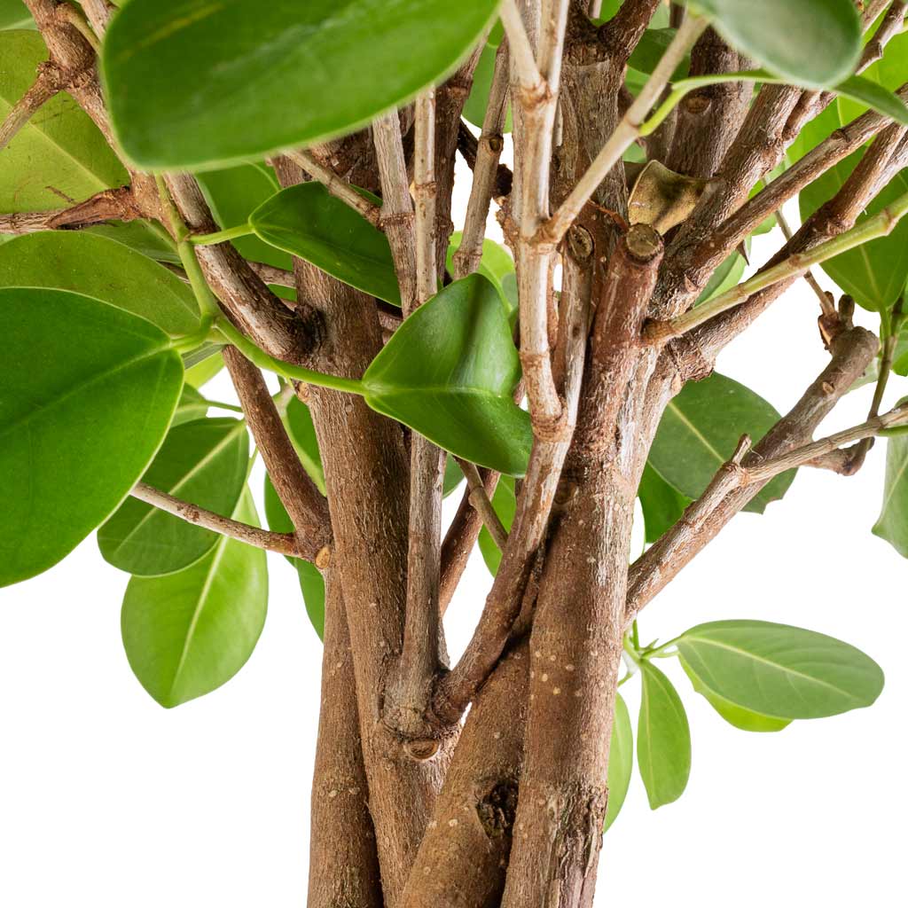 Ficus Moclame - Indian Laurel - Twisted Stem - Leaves