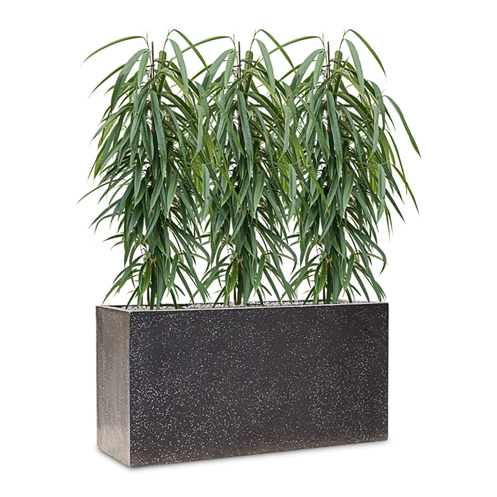 Terrazzo Trough Planter - Black & Long Leafed Fig