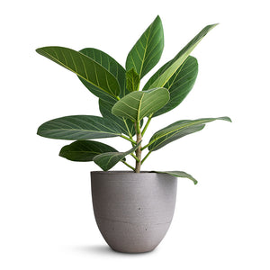Ficus benghalensis Audrey - Bengal Fig & Coral Refined Planter - Clouded Grey