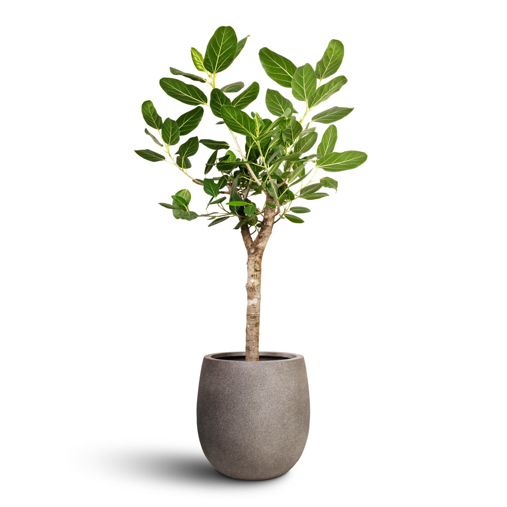 Ficus benghalensis Audrey - Bengal Fig - Straight Stem &amp; Grigio Balloon Plant Pot - Natural Concrete