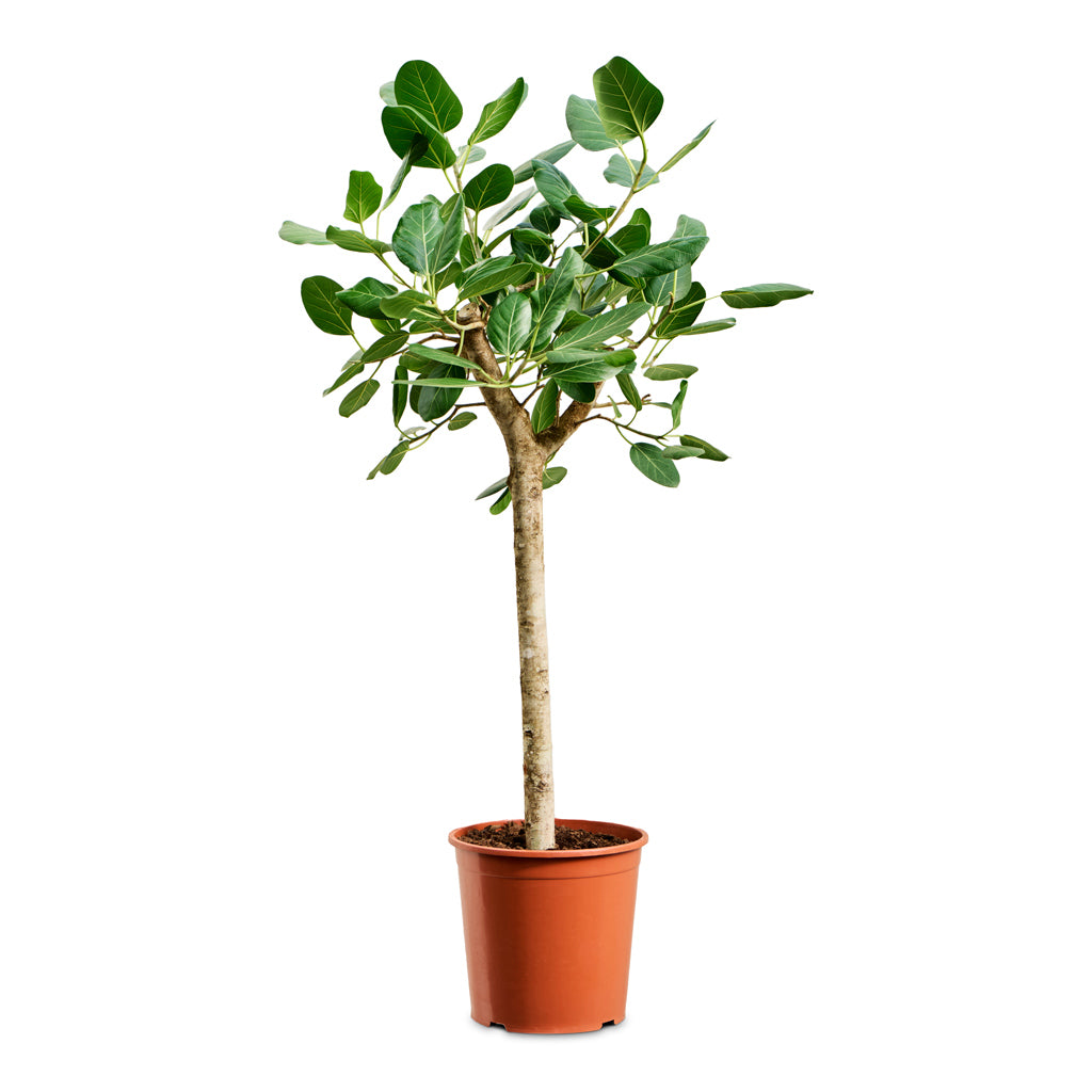 ficus audrey on stem Ficus benghalensis Audrey - Bengal Fig - Straight Tree Stem | Hortology