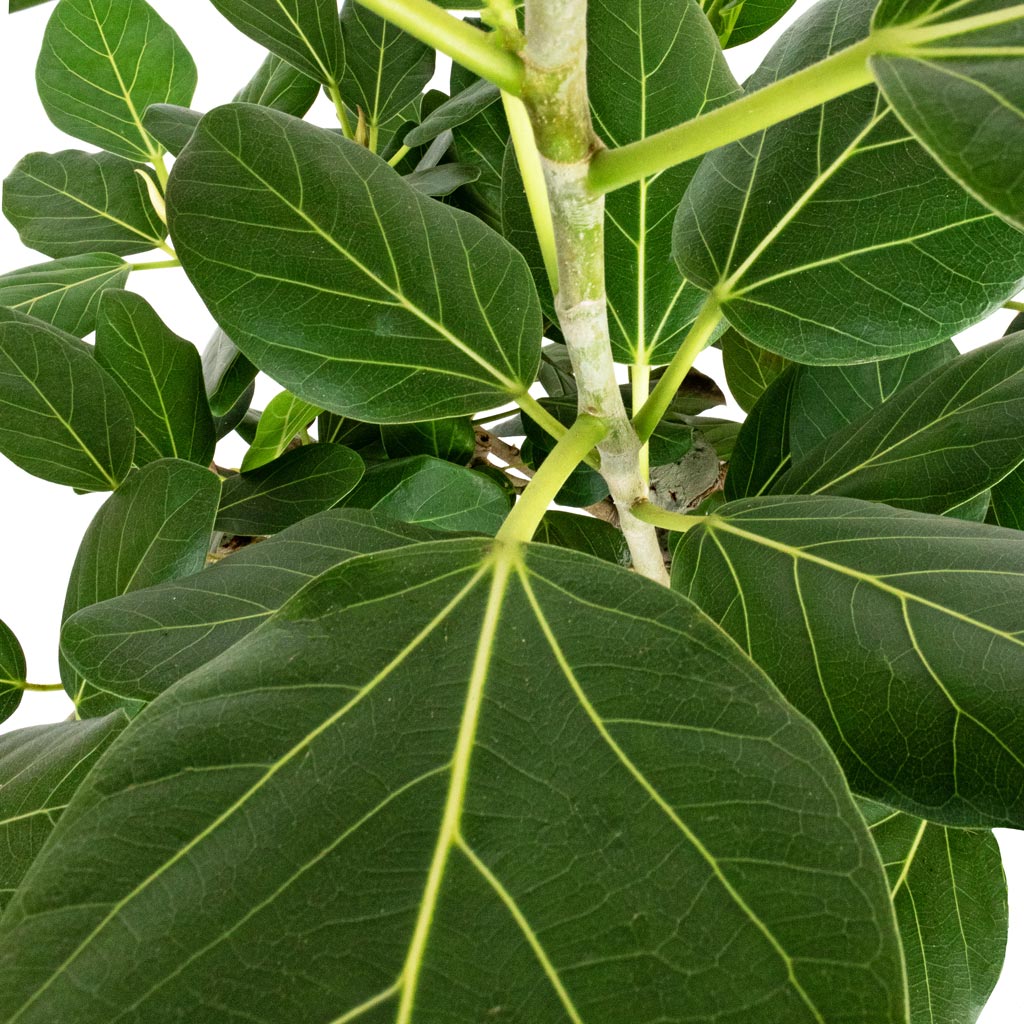 Ficus benghalensis Audrey - Bengal Fig - Straight Stem