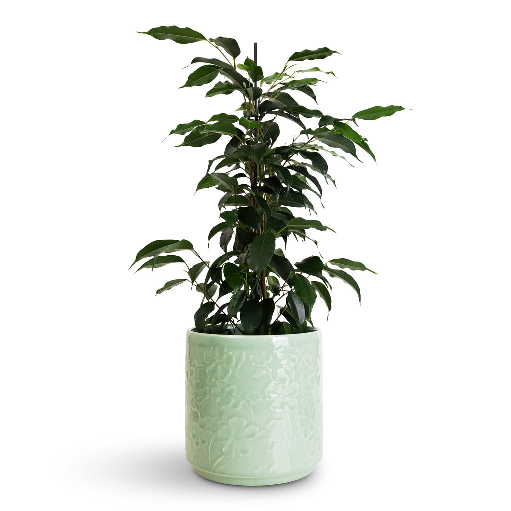 Ficus benjamina Danielle Branched - 14x55cm In Betsy Pot Floral Mint - 17.5x16.5cm