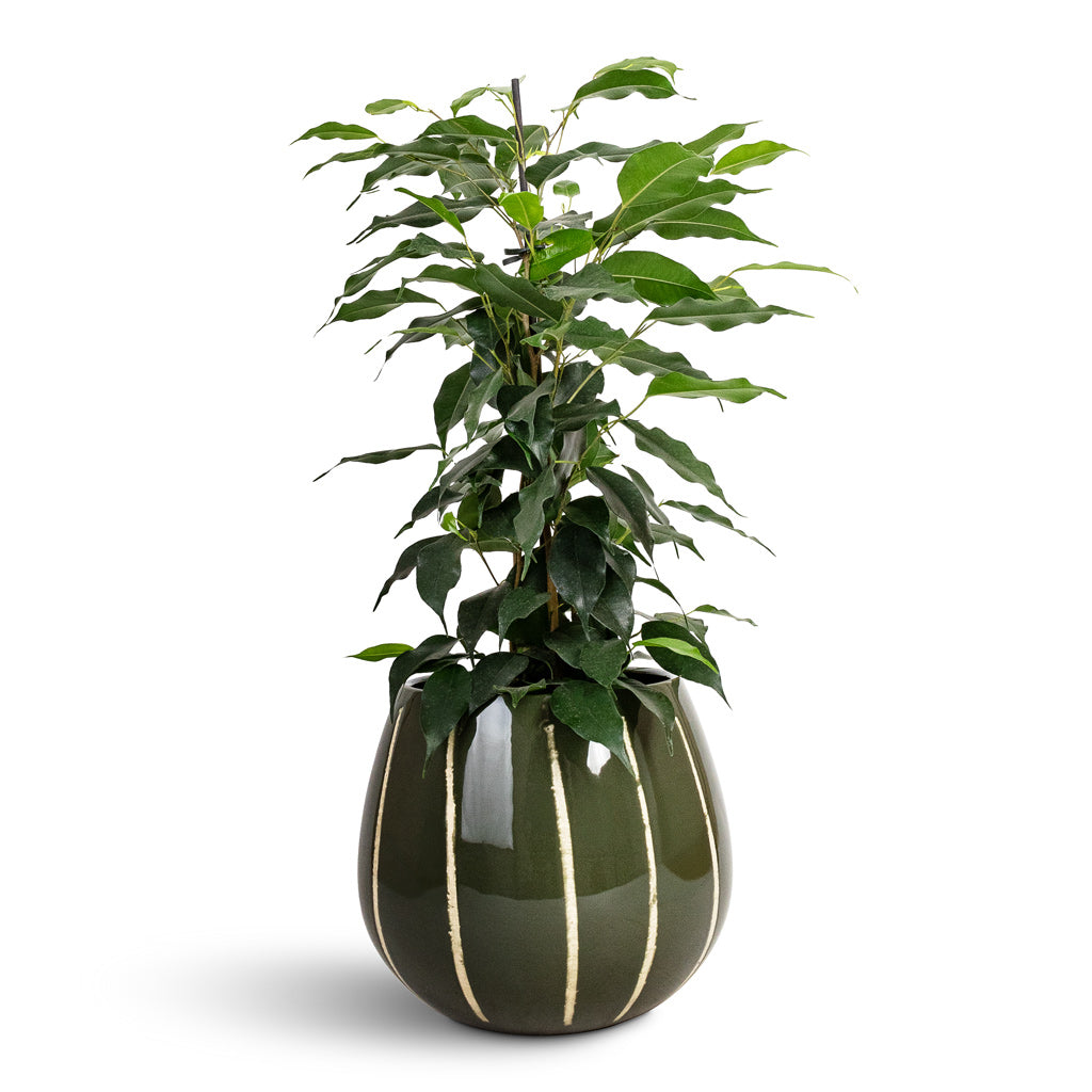 Ficus benjamina Danielle Weeping Fig Branched - 14x55cm & Nova Plant Pot Green - 23x18cm