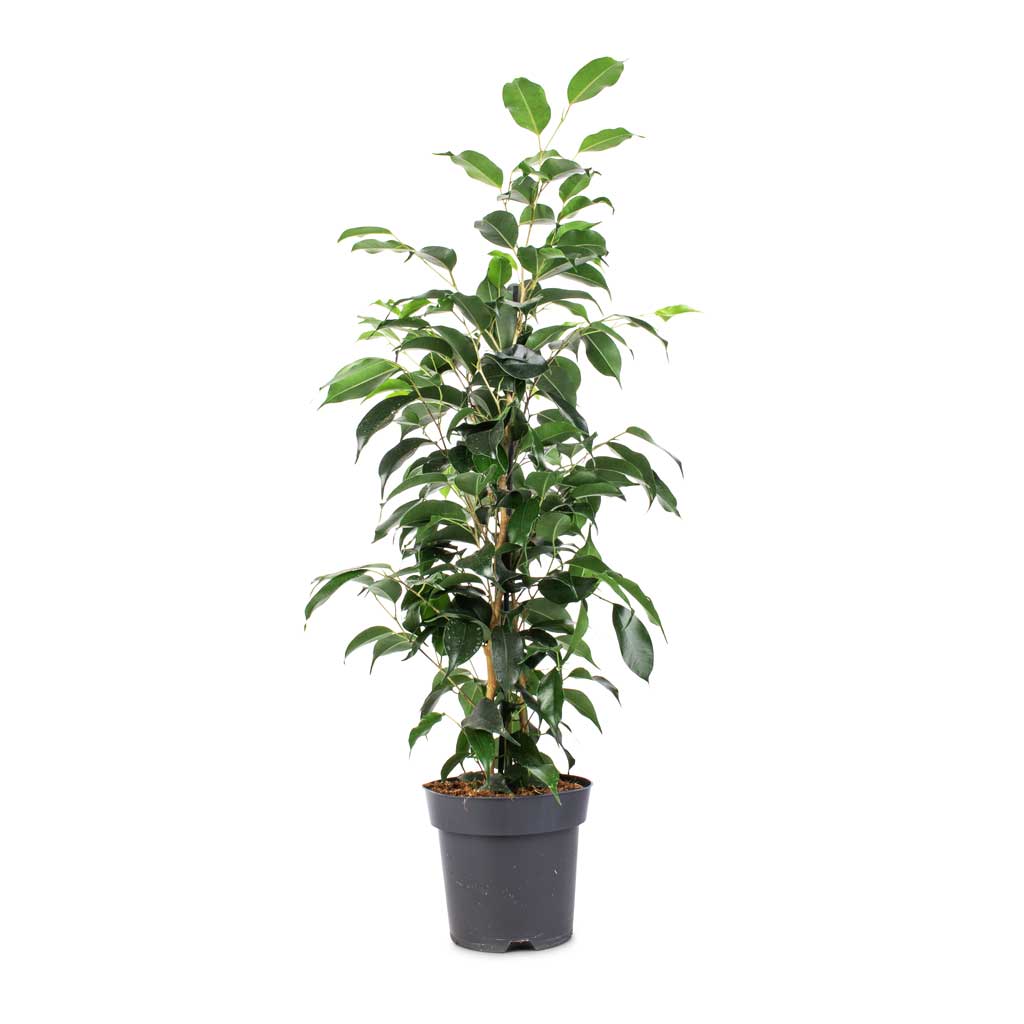 Ficus benjamina Danielle - Weeping Fig - Branched - 14 x 55cm