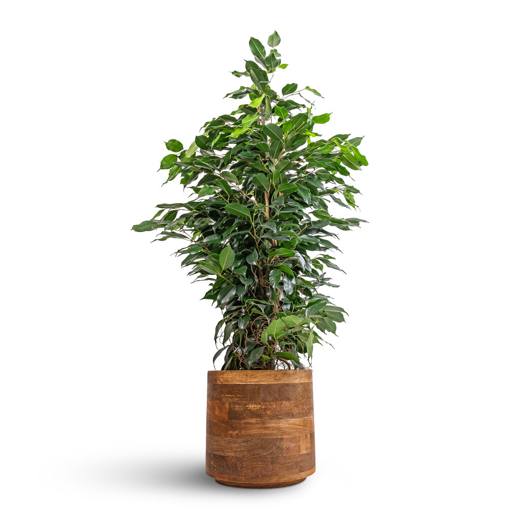 Ficus benjamina Danielle - Weeping Fig - Branched &amp; Helle Plant Pot - Natural