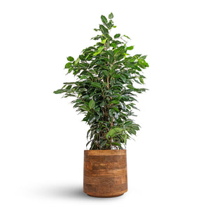 Ficus benjamina Danielle - Weeping Fig - Branched & Helle Plant Pot - Natural