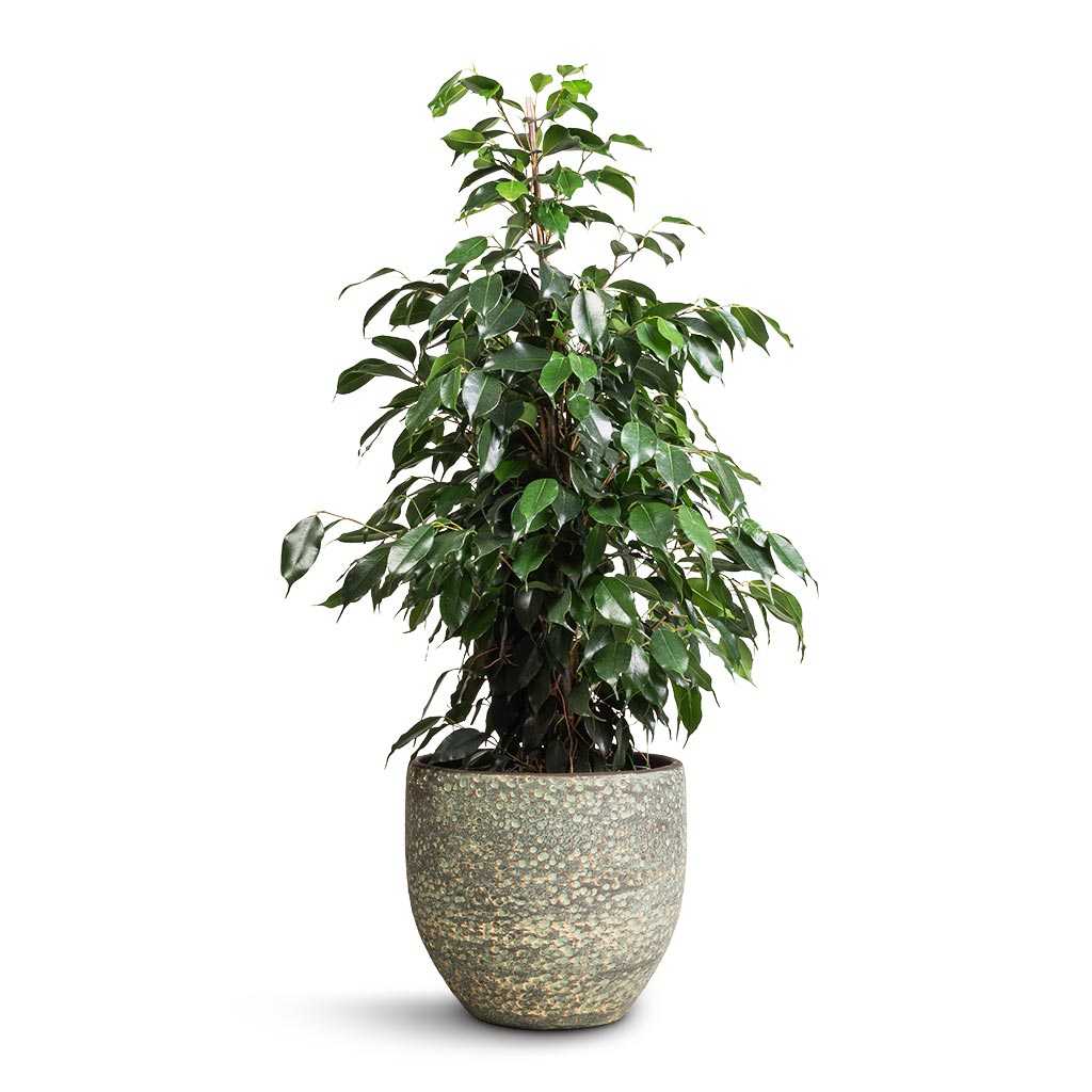Ficus benjamina Danielle - Weeping Fig - Branched & Rinca Plant Pot - Shiny Green