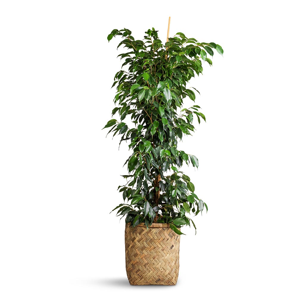 Ficus benjamina Danielle - Weeping Fig - Branched &amp; Zayn Bamboo Planter