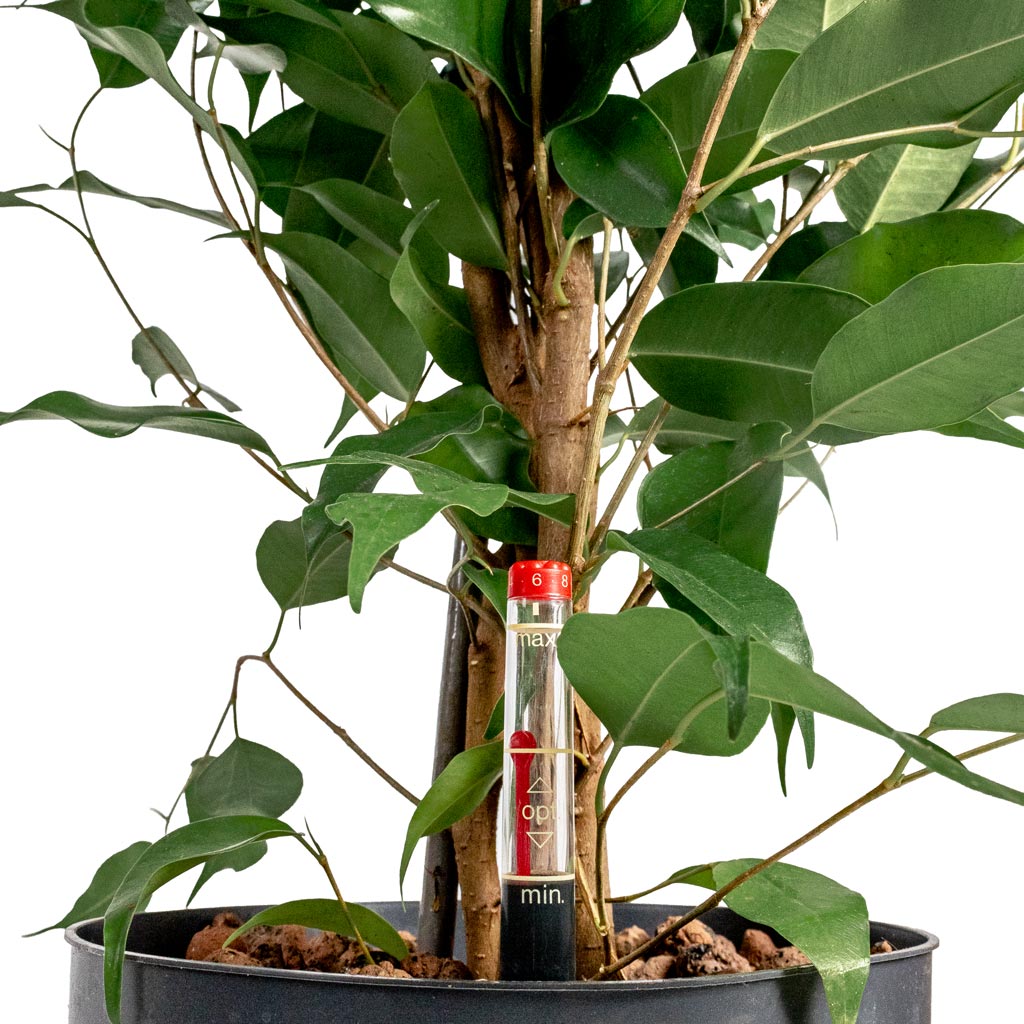 Ficus benjamina Danielle - Weeping Fig - Branched & Helle Plant Pot - Natural