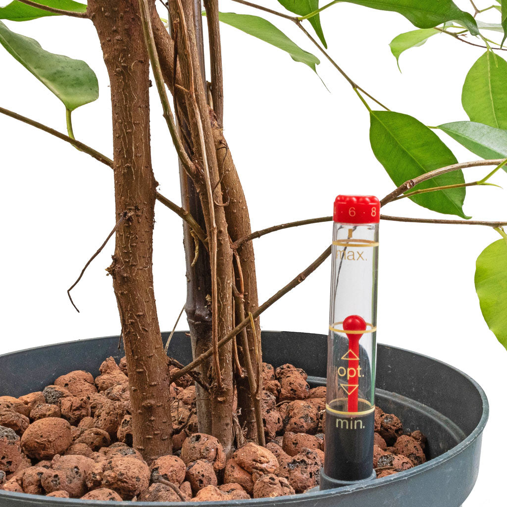 is ficus benjamina an indoor plant Ficus benjamina HydroCare® Indoor Plants - Easy Care