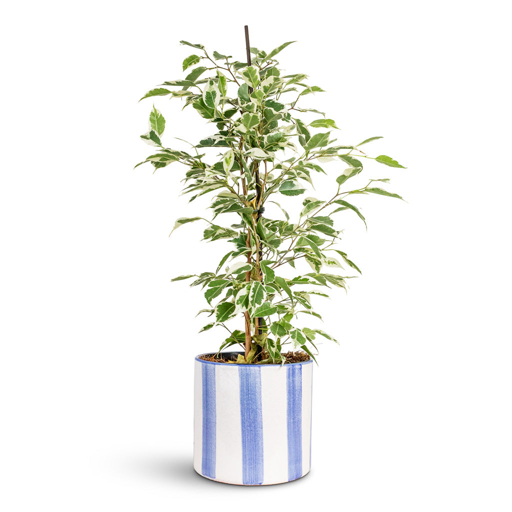 Ficus benjamina Twilight 14x55cm House Plant In Paros Painted Pot Blue Stripe 15x14cm