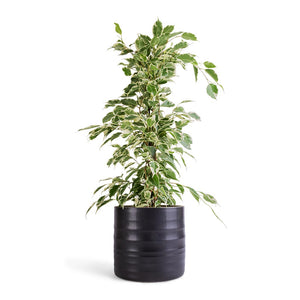 Ficus benjamina Twilight - Weeping Fig - Branched & Hadleigh Plant Pot - Charcoal