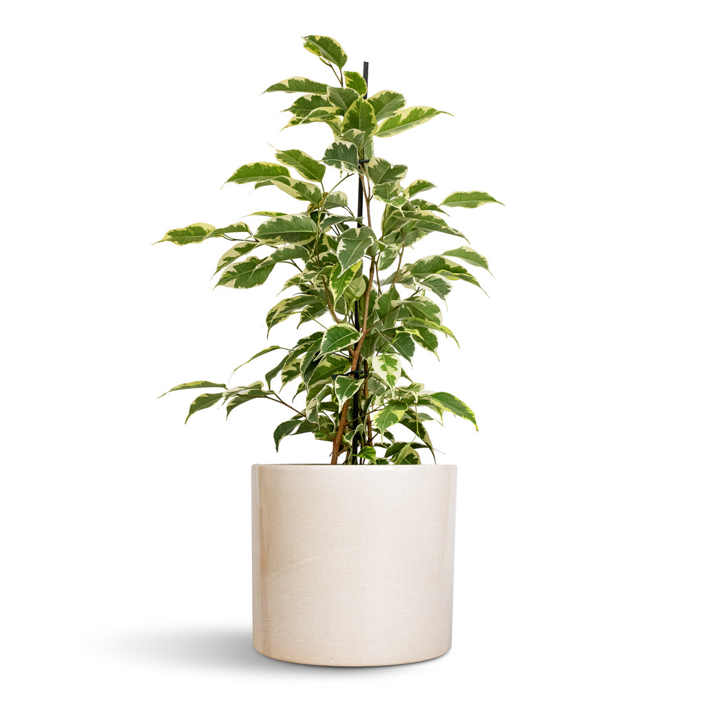 Ficus benjamina Twilight - Weeping Fig - Branched & Lazzaro Plant Pot - Linen Effect