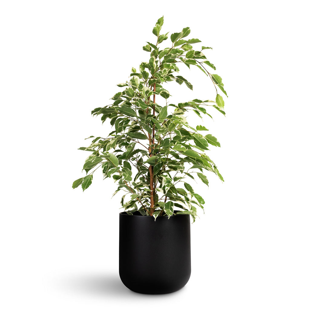 Ficus benjamina Twilight Weeping Fig Branched - 17x70cm In Lisbon Plant Pot Anthracite - 21x21cm