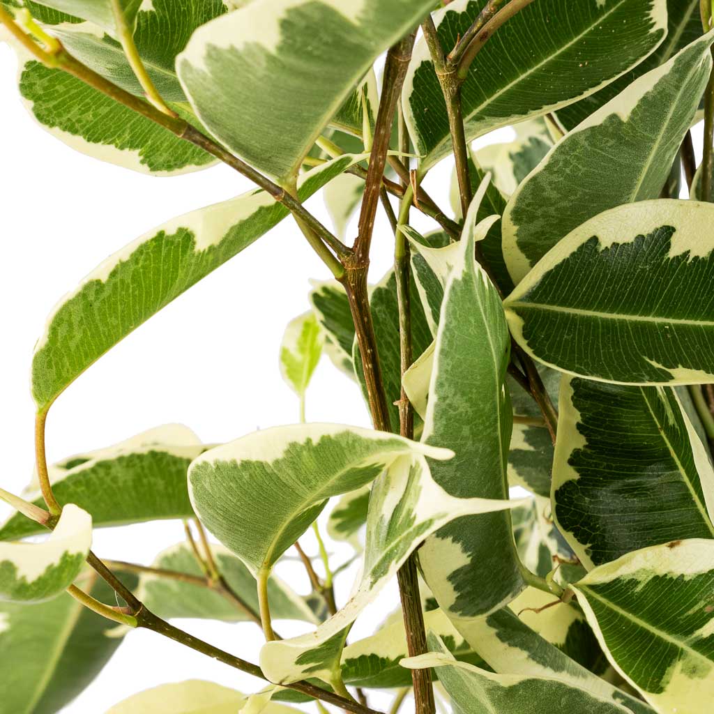 Ficus benjamina Twilight - Weeping Fig - Branched & Lazzaro Plant Pot - Linen Effect