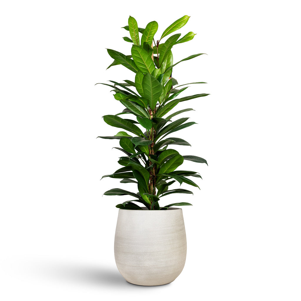 Ficus cyathistipula 21x110cm House Plant In Esra Pot Concrete 31x28cm