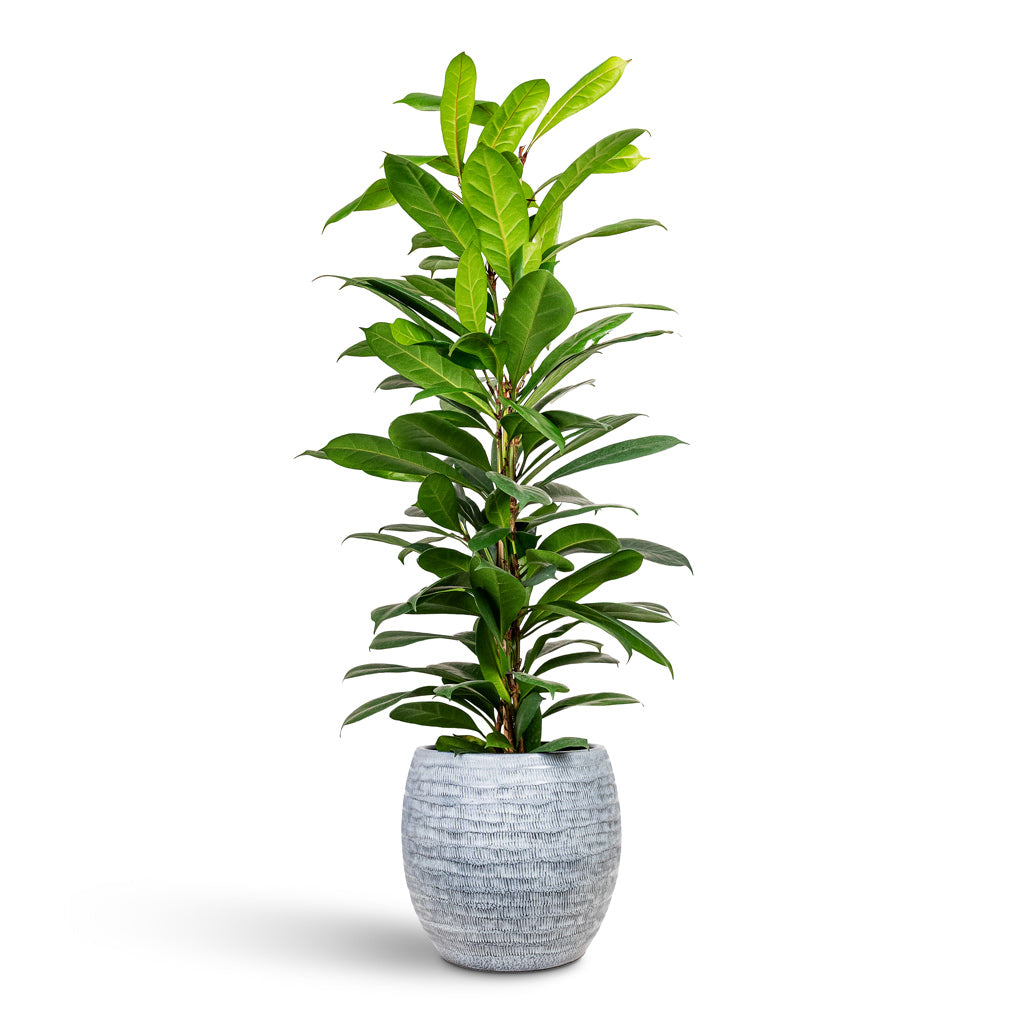 Ficus cyathistipula 21x110cm House Plant In Manuel Pot Shiny Grey 28x25cm