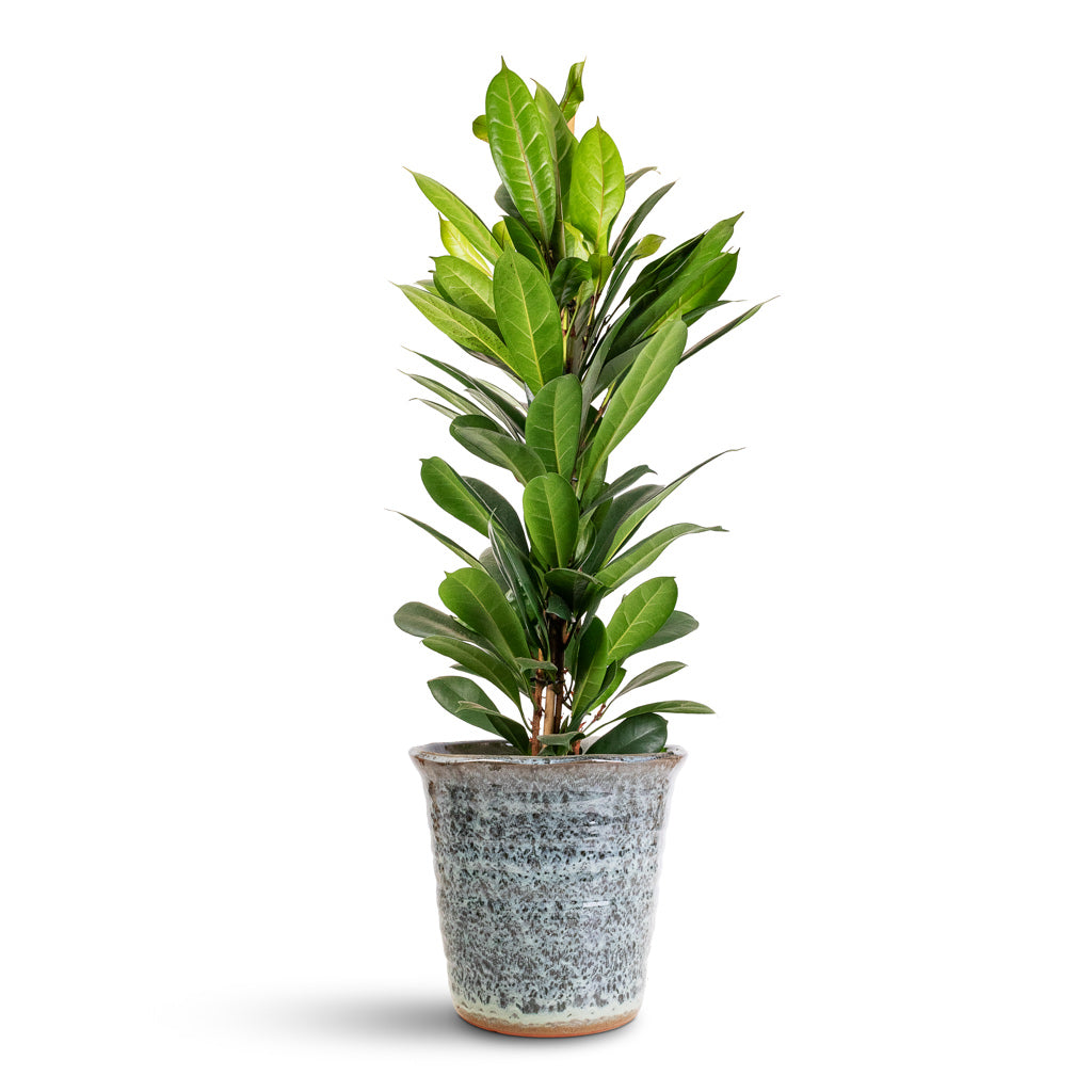 Ficus cyathistipula - 21x110cm In Vallo Pot Sea Blue - 21x21cm