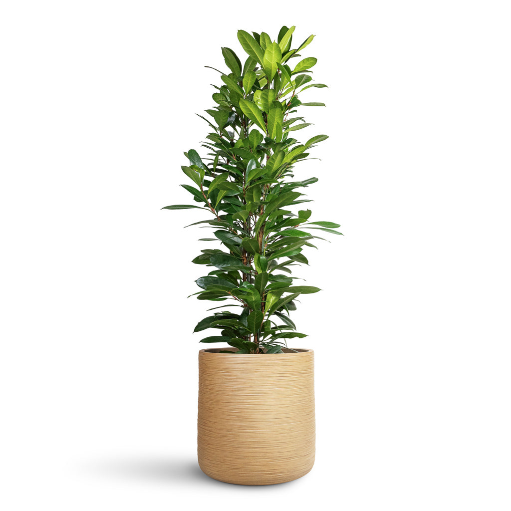 Ficus cyathistipula - 30x120cm In Dune Cylinder Planter Almond - 53x52cm