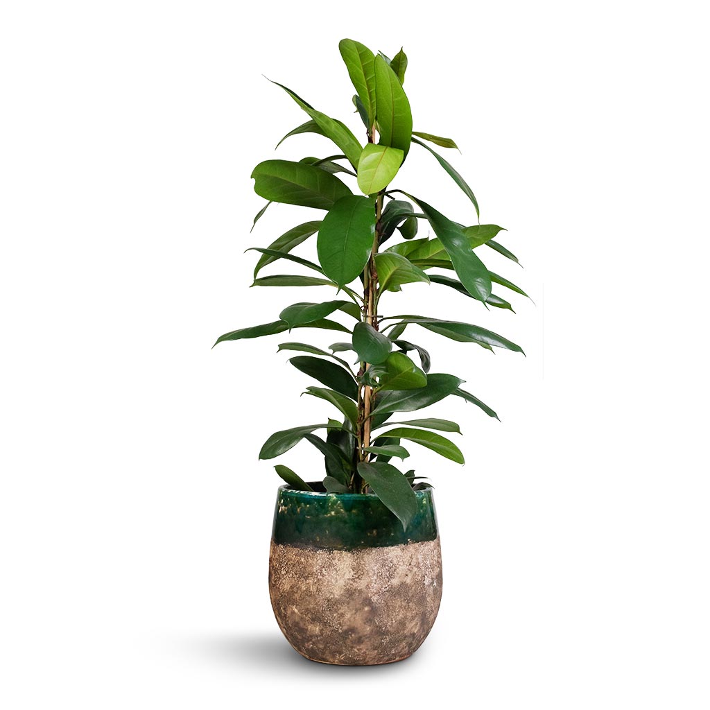 Ficus cyathistipula - African Fig & Lindy Plant Pot - Black Green