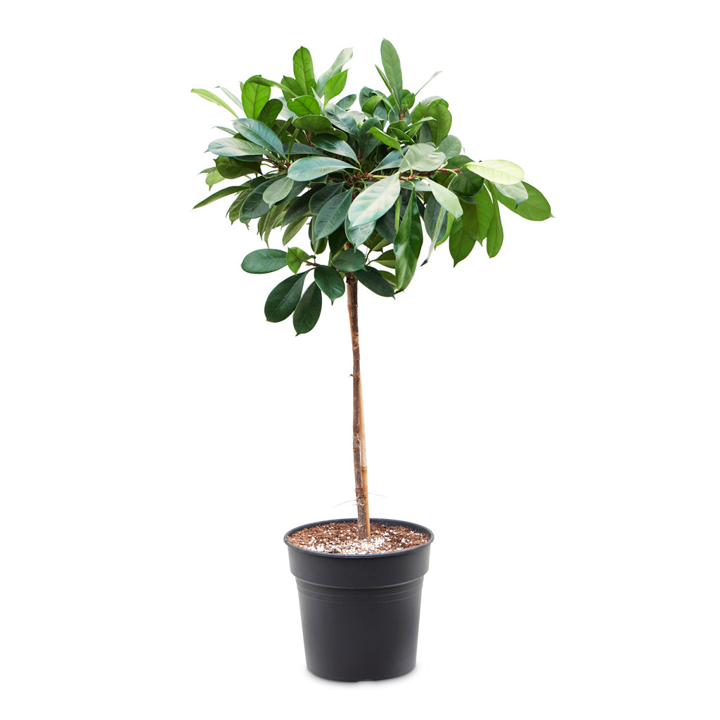 Ficus cyathistipula - African Fig - Straight Stem - 30 x 150cm