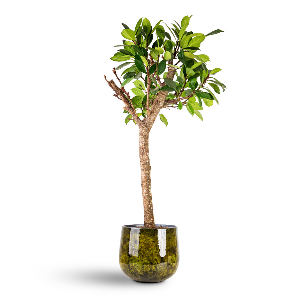 Ficus cyathistipula Straight Stem House Plant In Emmie Metal Pot Mystic Yellow