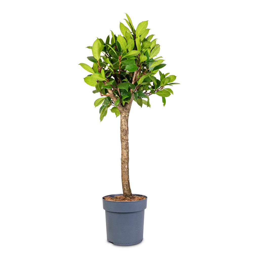 Ficus cyathistipula - African Fig - Straight Stem