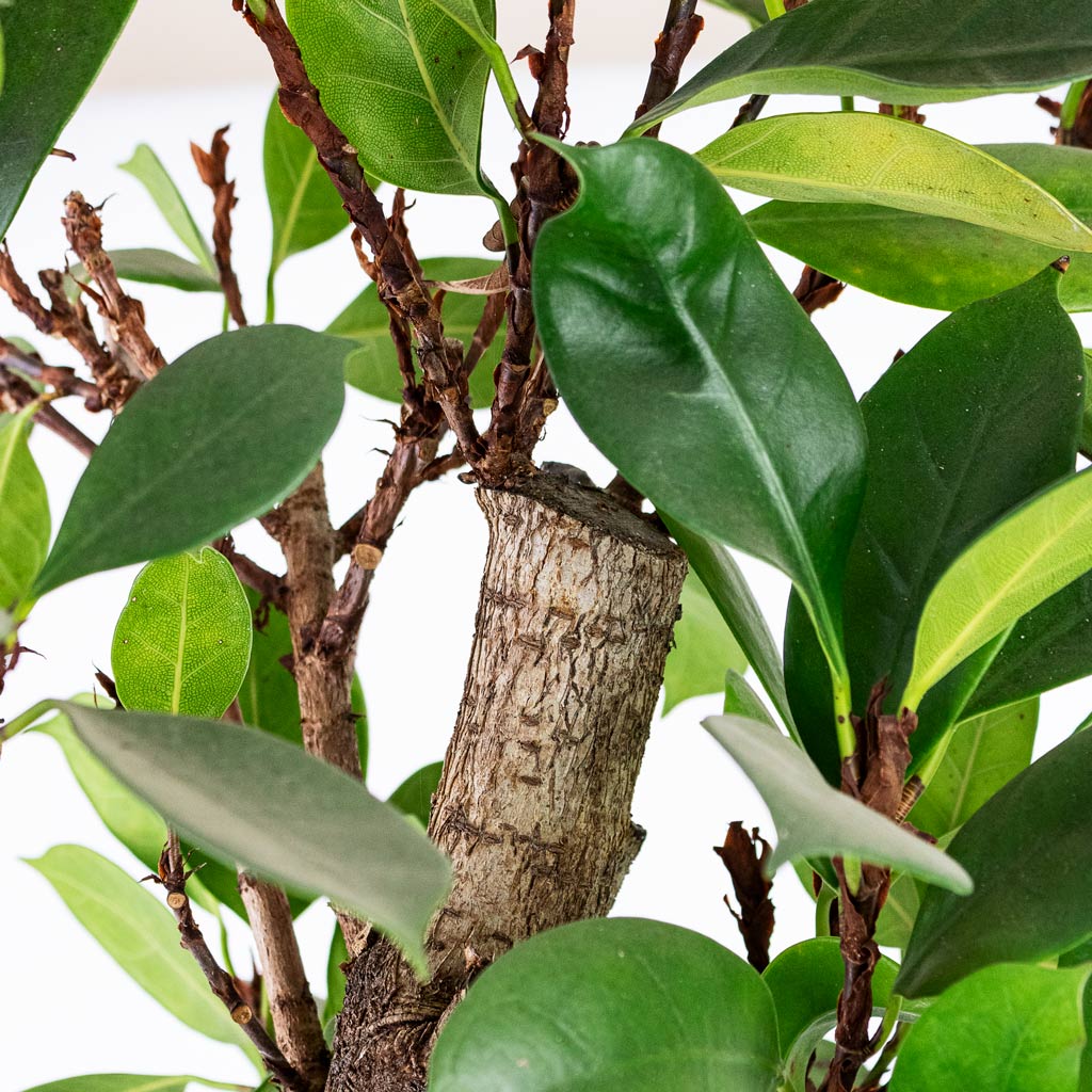Ficus Cyathistipula Straight Stem Close Up