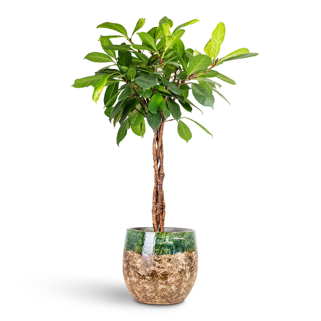 Ficus cyathistipula Twisted Stem 24x100cm House Plant In Lindy Pot Black Green 30x25cm