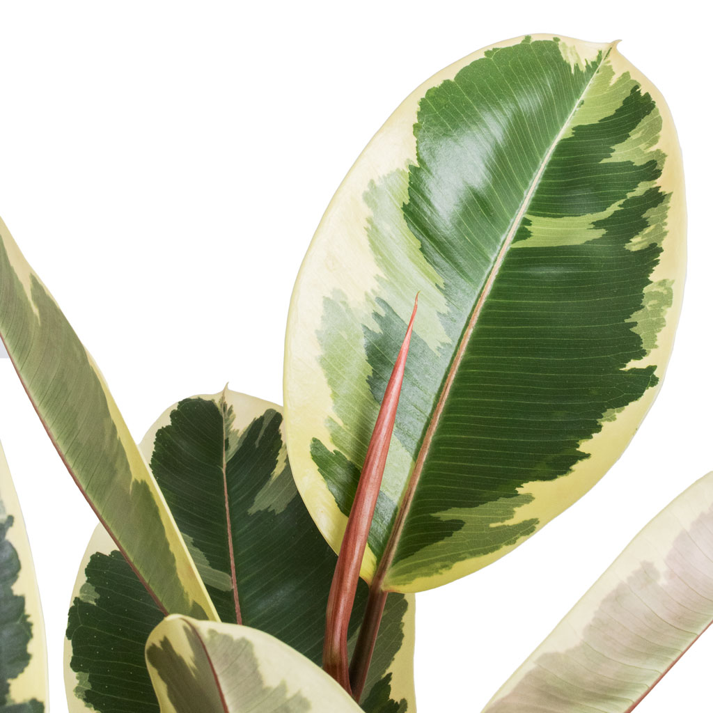 Ficus elastic Tineke Variegated Rubber Plant Close up 