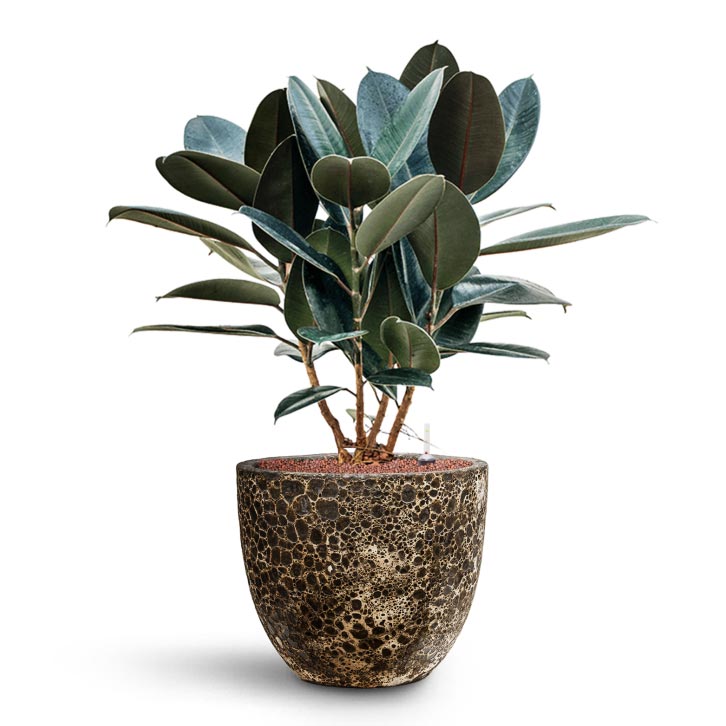 Ficus elastica Abidjan - HydroCare & Lava Couple Relic Planter - Black