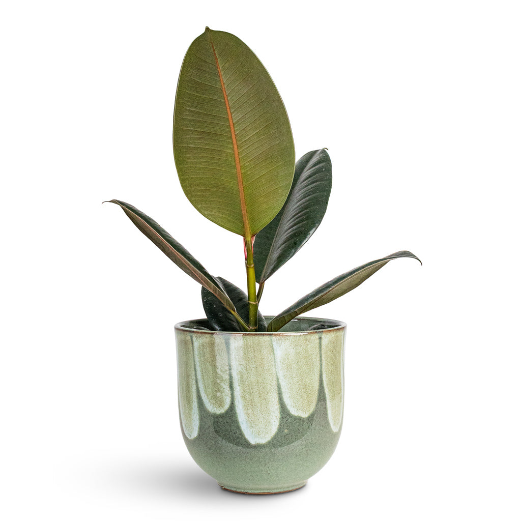 Ficus elastica Abidjan 12x40cm House Plant In Rowe Glaze Pot Green Drip 16x15cm