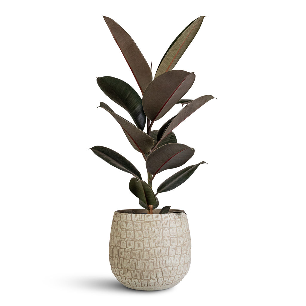 Ficus elastica Abidjan 17x50cm Renzo Pot Sand 22x20cm